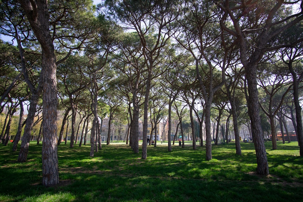 brown tall trees