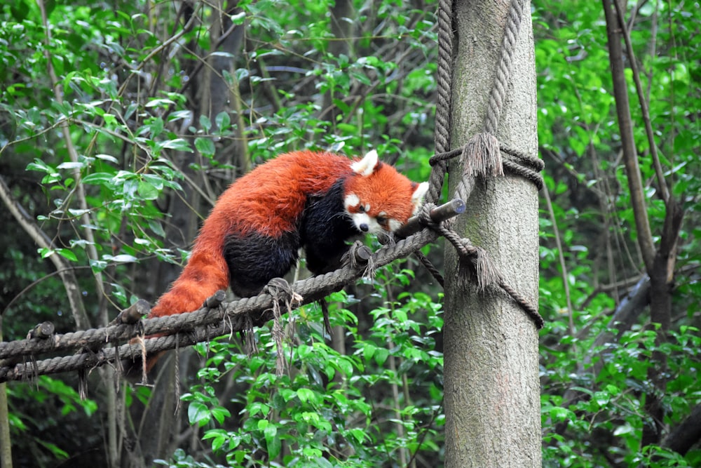 red panda on rope