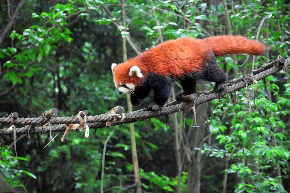 brown and black animal walking on rope in forest