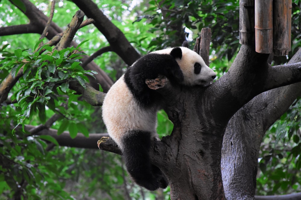 panda climbing on tree