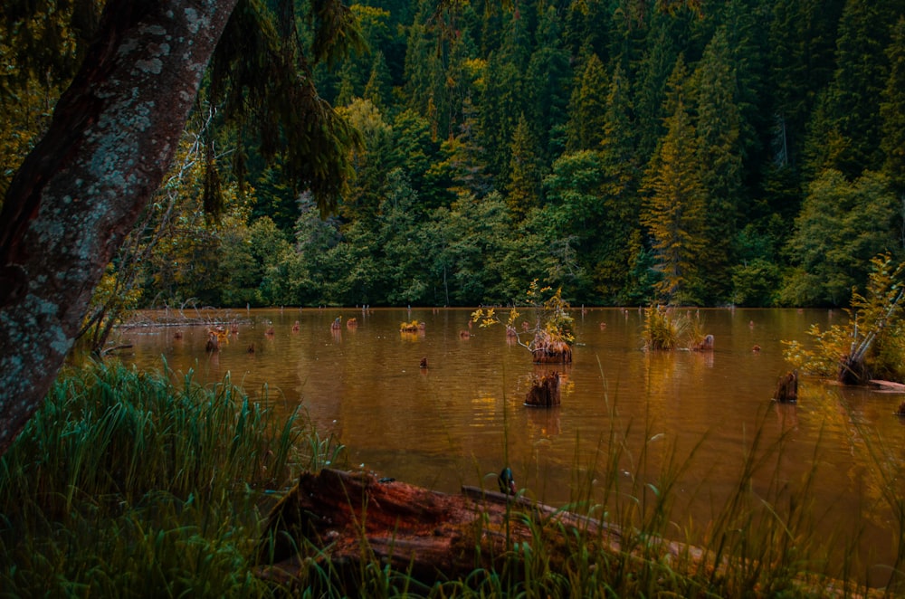 calm body of water near tree during daytime