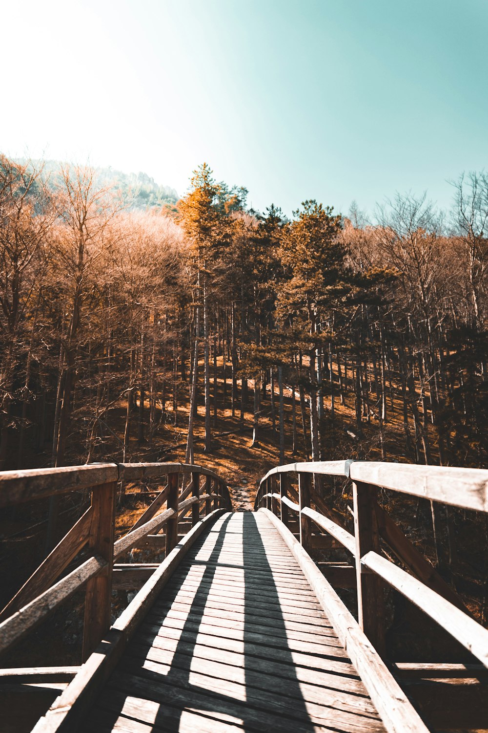 wooden foot bridge into forest