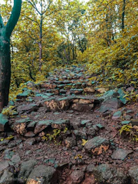 A rugged path winding through a dense forest symbolizing the hero's journey of transformation and resilience.