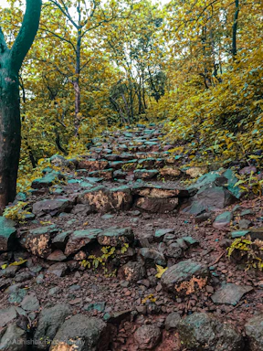 A rugged path winding through a dense forest symbolizing the hero's journey of transformation and resilience.