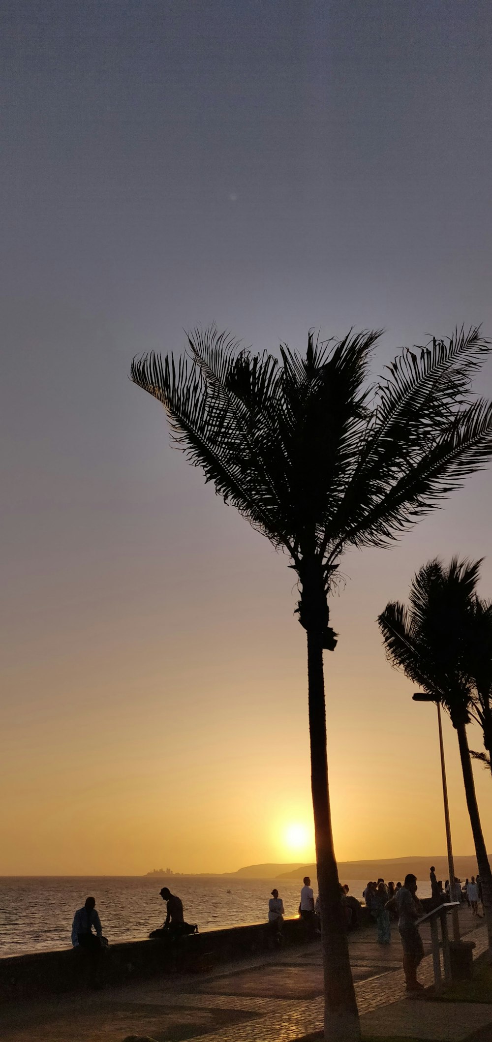 photo de silhouette de palmiers alignés près des personnes assises à l’heure dorée
