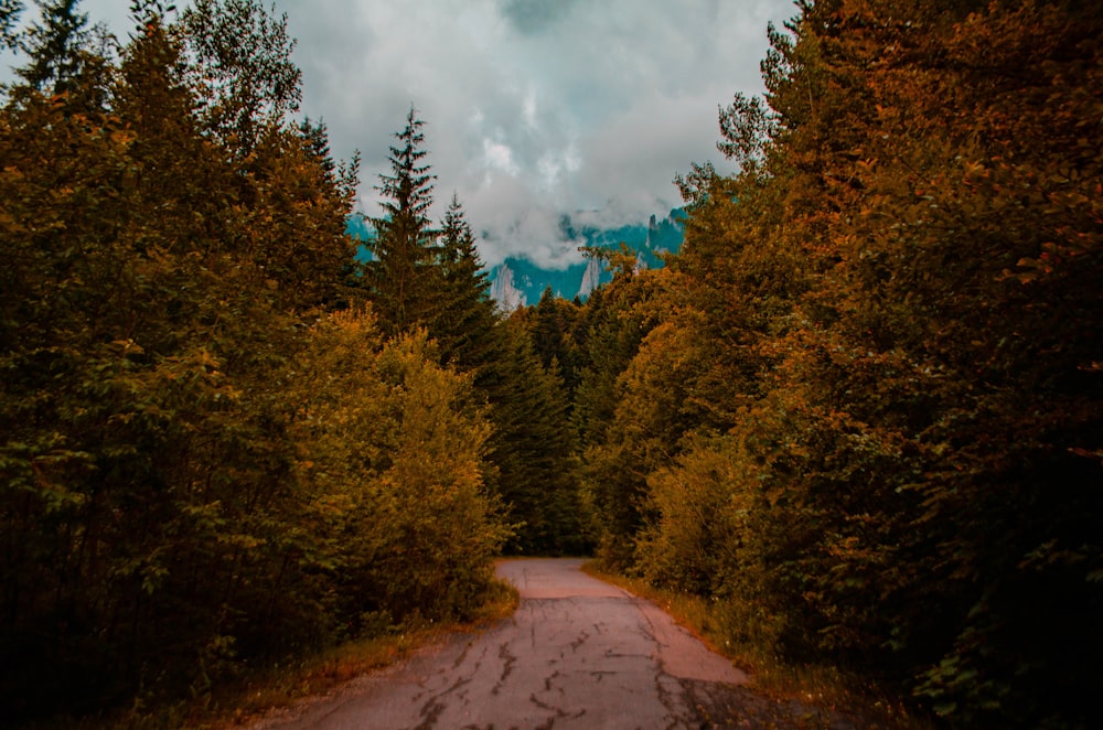 road in between pine trees