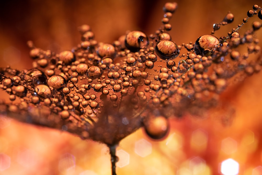 a close up of water droplets on a leaf