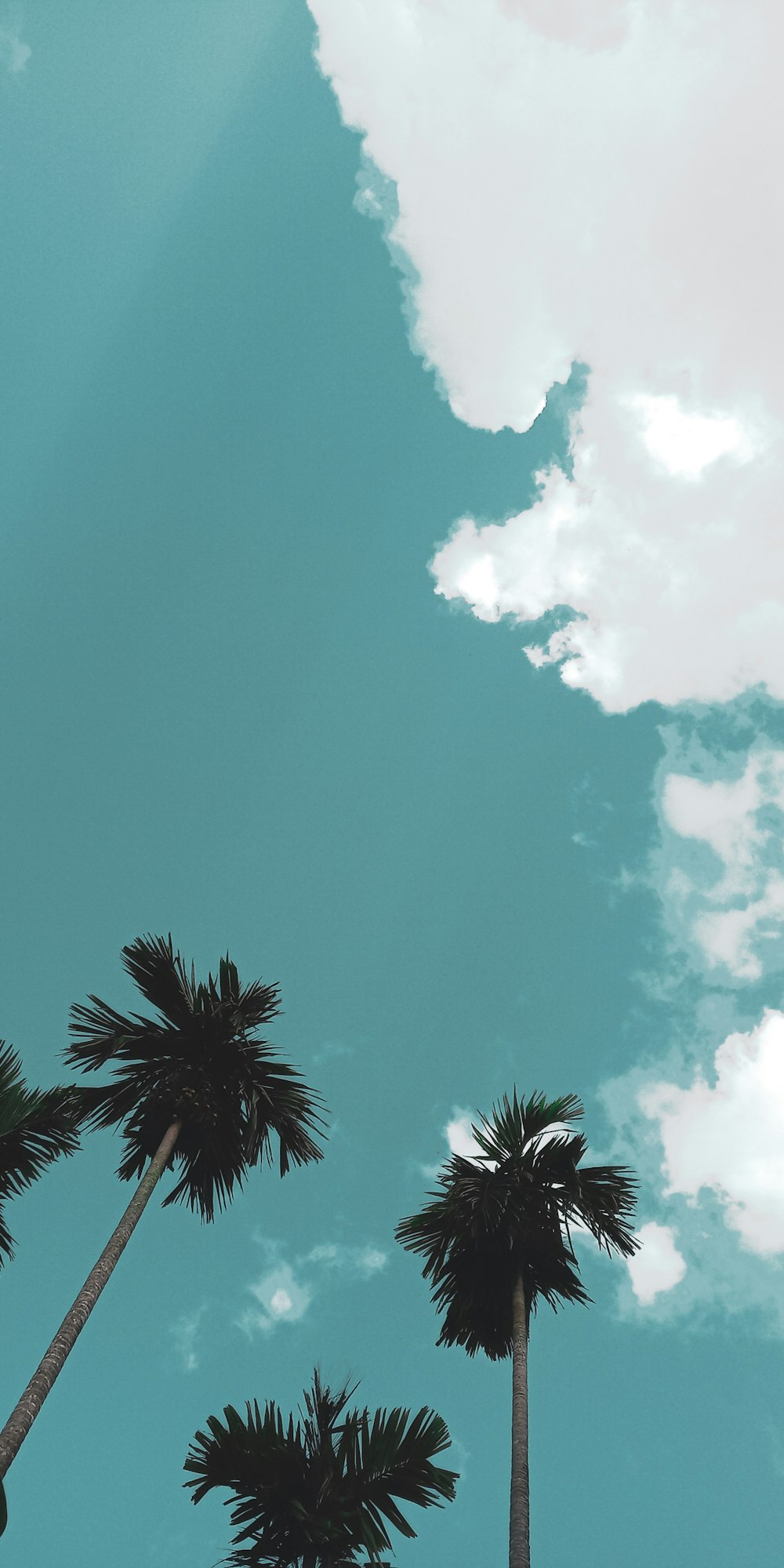 green trees under blue sky photo – Free Blue Image on Unsplash