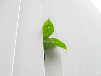 Green leaf beside eco-friendly cleaning products used for the eco upgrade option