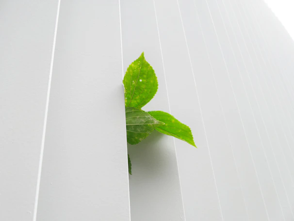 Green leaf beside eco-friendly cleaning products used for the eco upgrade option