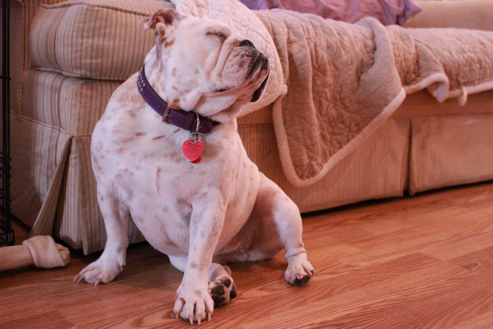 adult white English bulldog sits near sofa