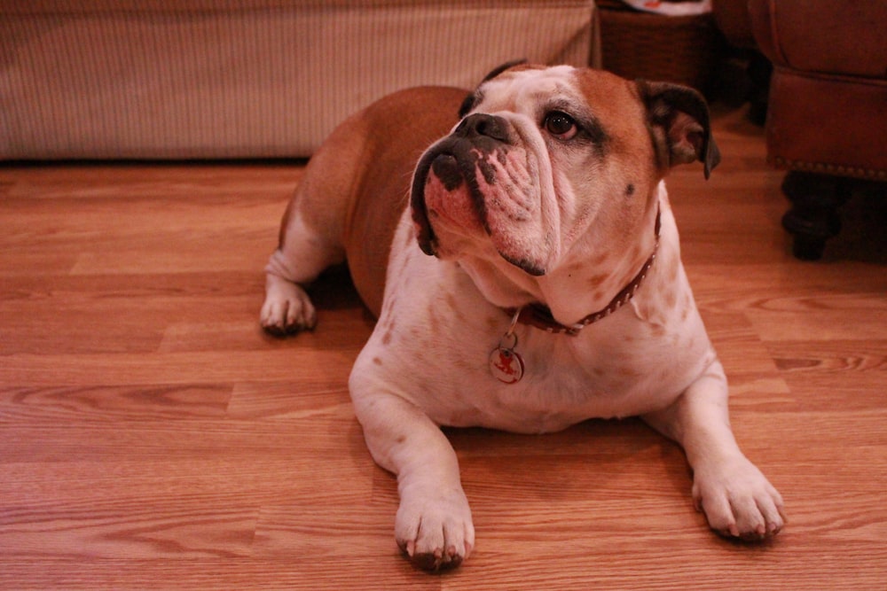 white dog lying on floor