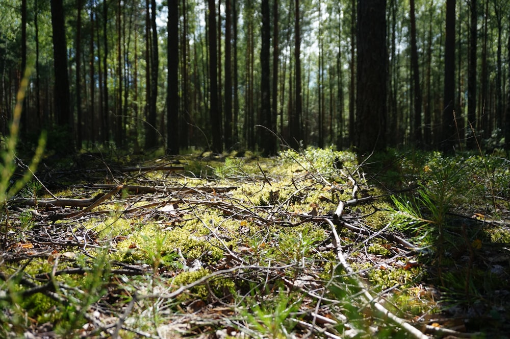 low-angle photography of green grass