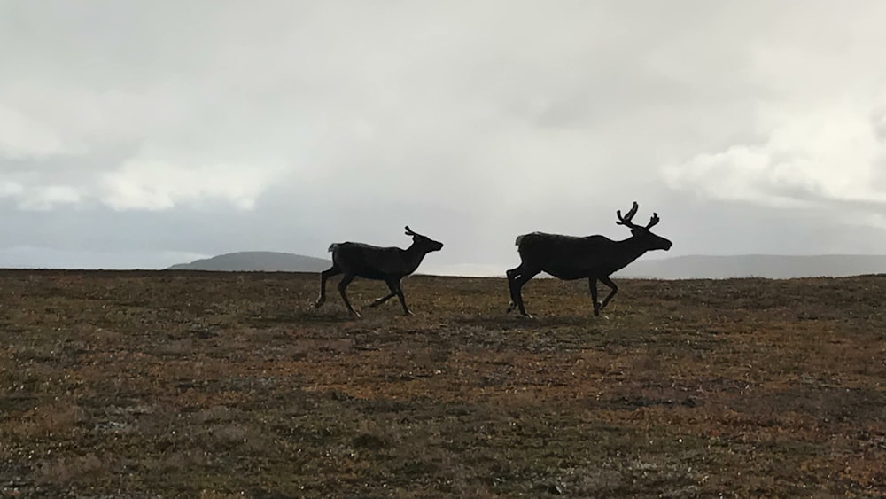 two brown animals on open feld