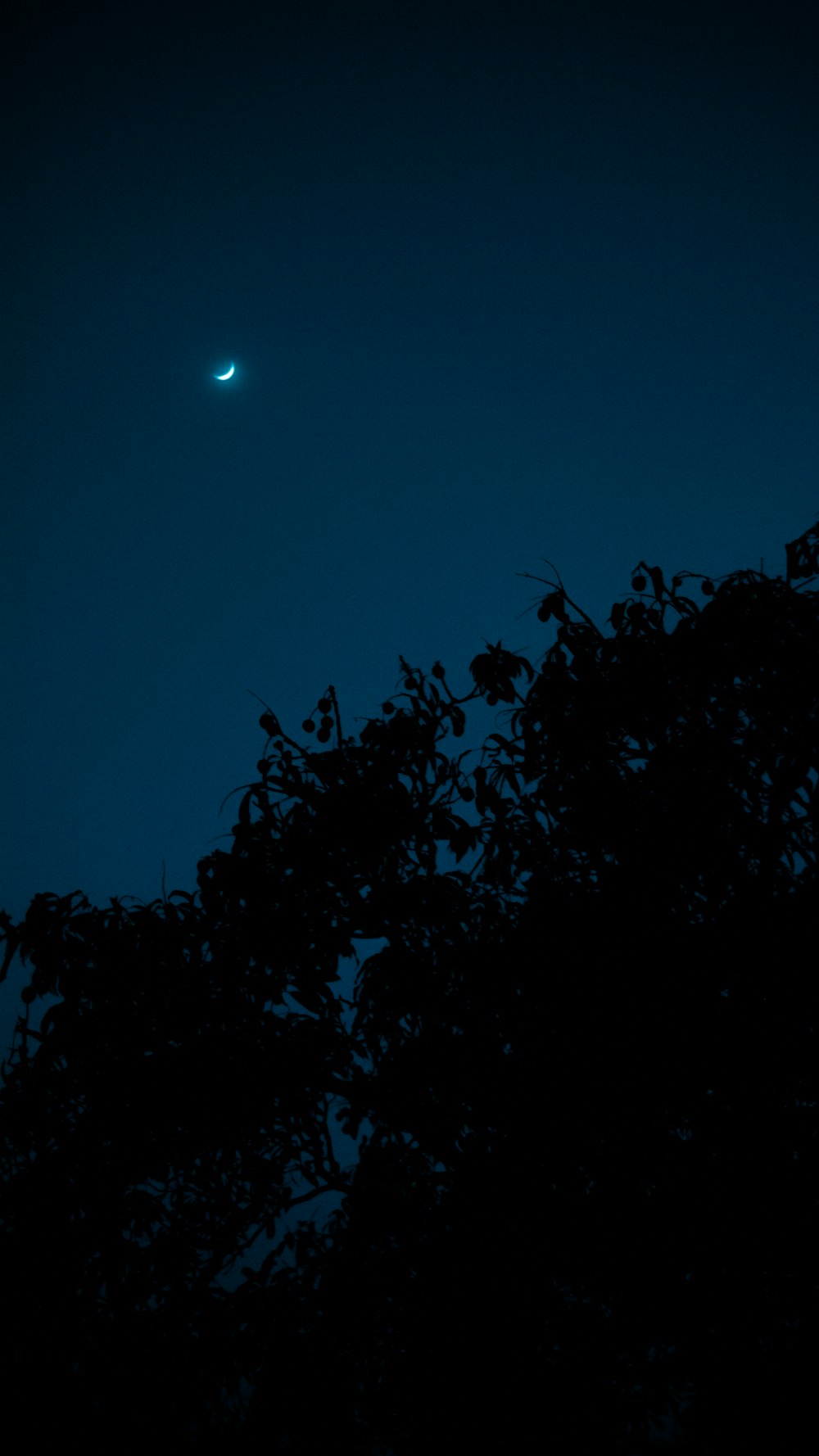 La lune est vue à travers les branches d’un arbre