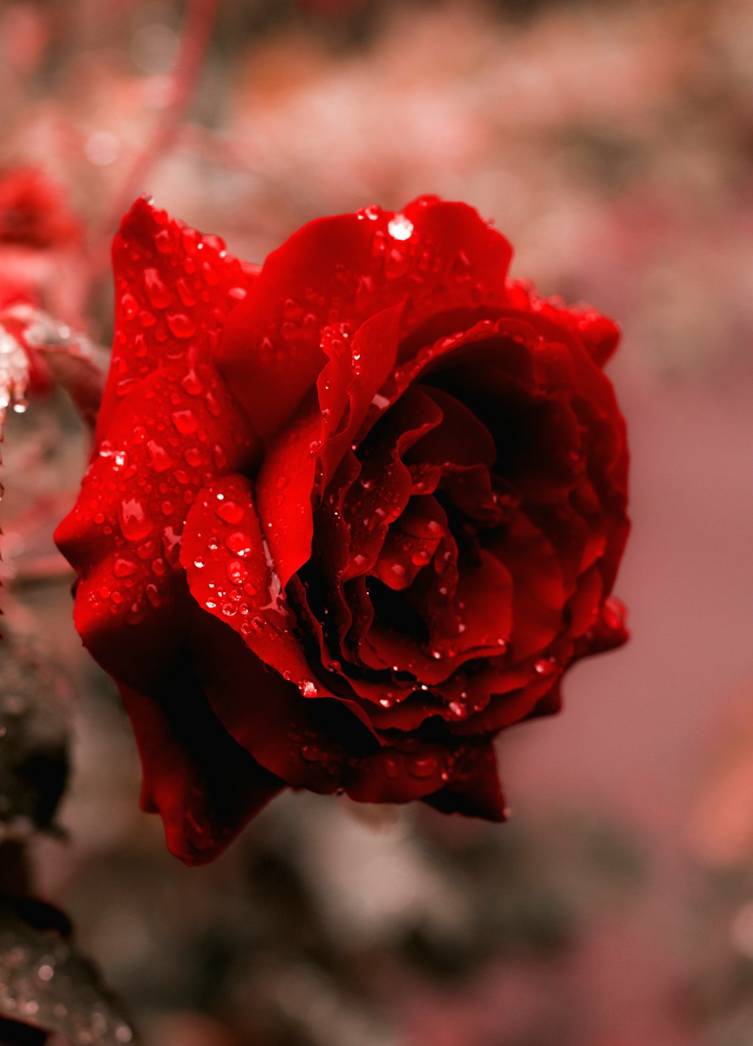 rose，Rose，紅玫瑰