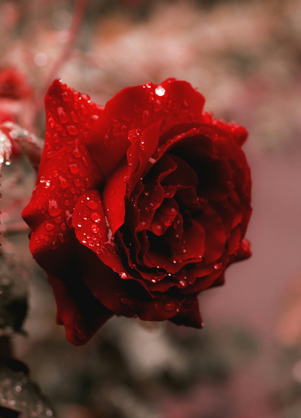 fiore di rosa rossa