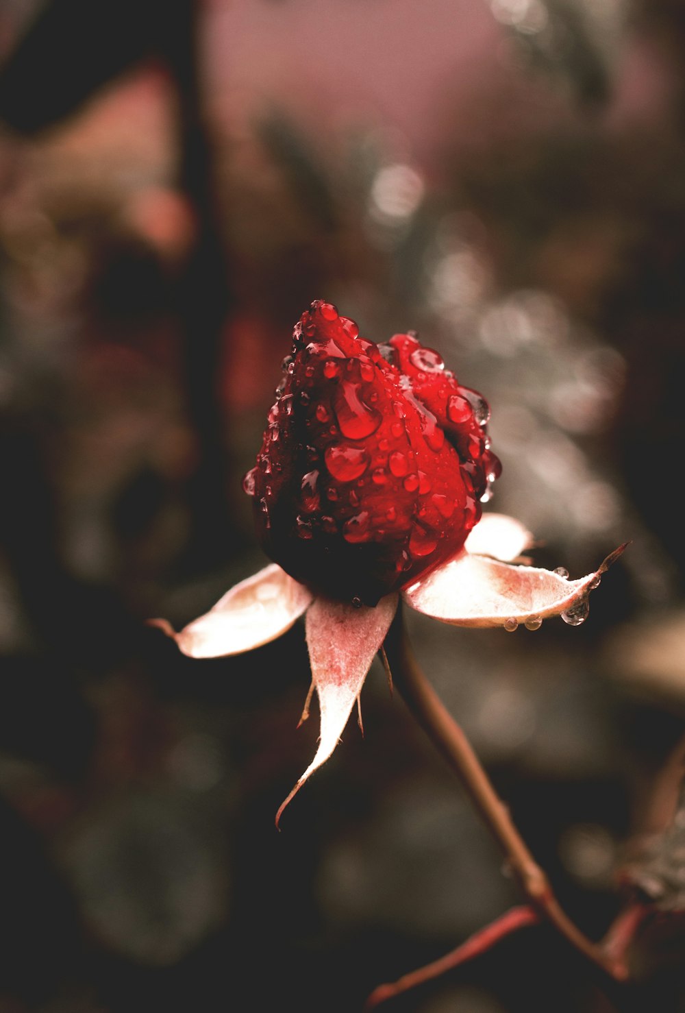 red rose flower