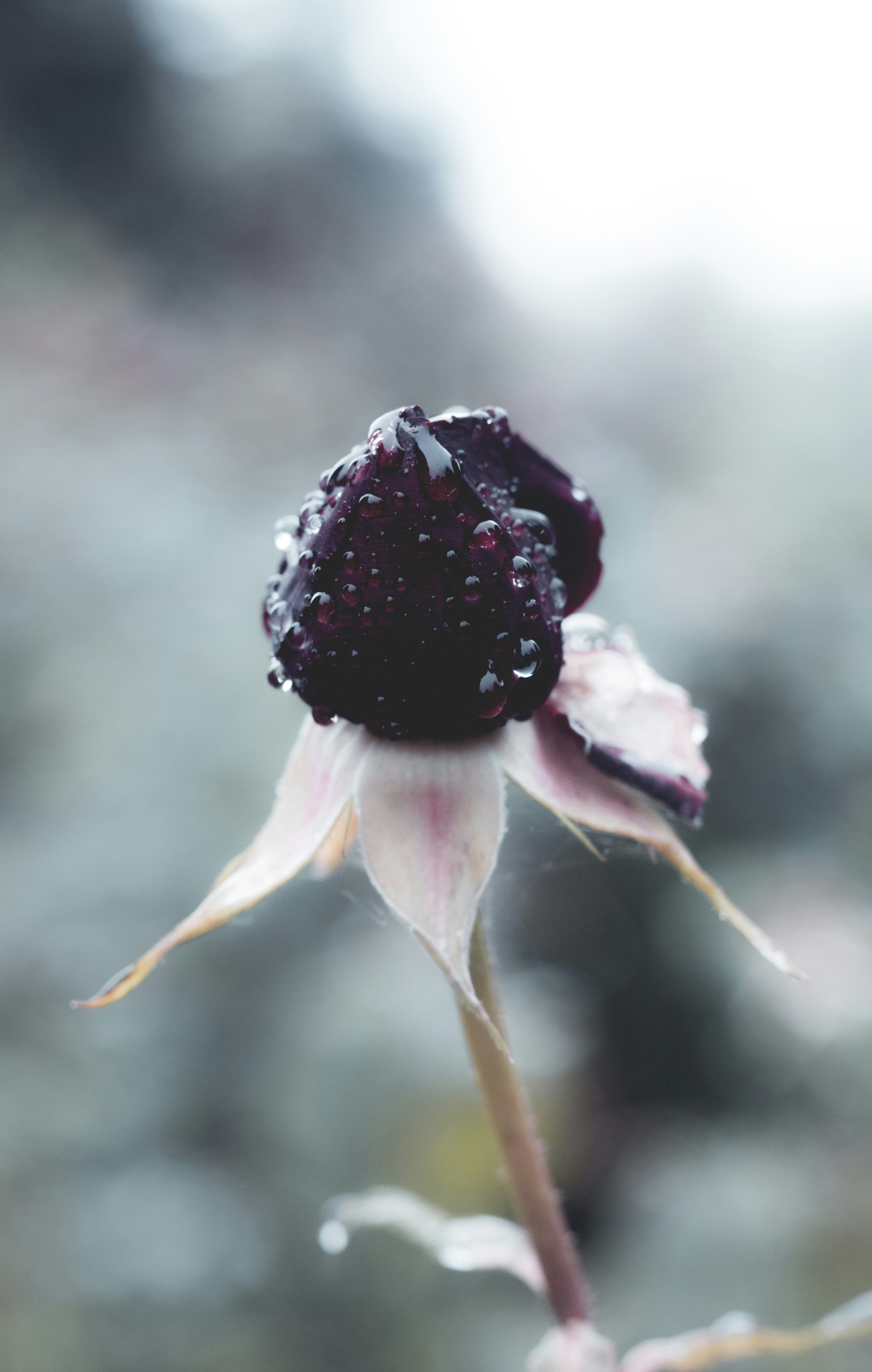 purple petaled flower close-up photo