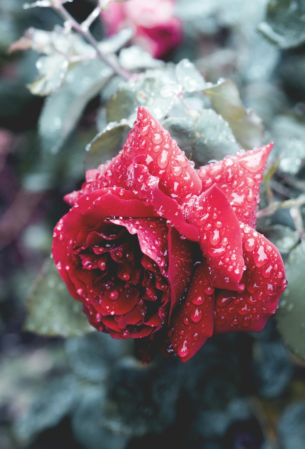 Photographie de mise au point de la rosée de l’eau sur la rose rouge