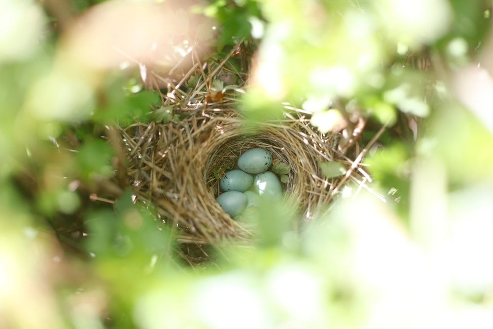 Seis huevos en un nido marrón en el árbol