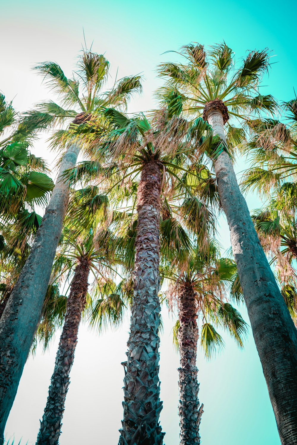 low angle photo of palm trees during daytime