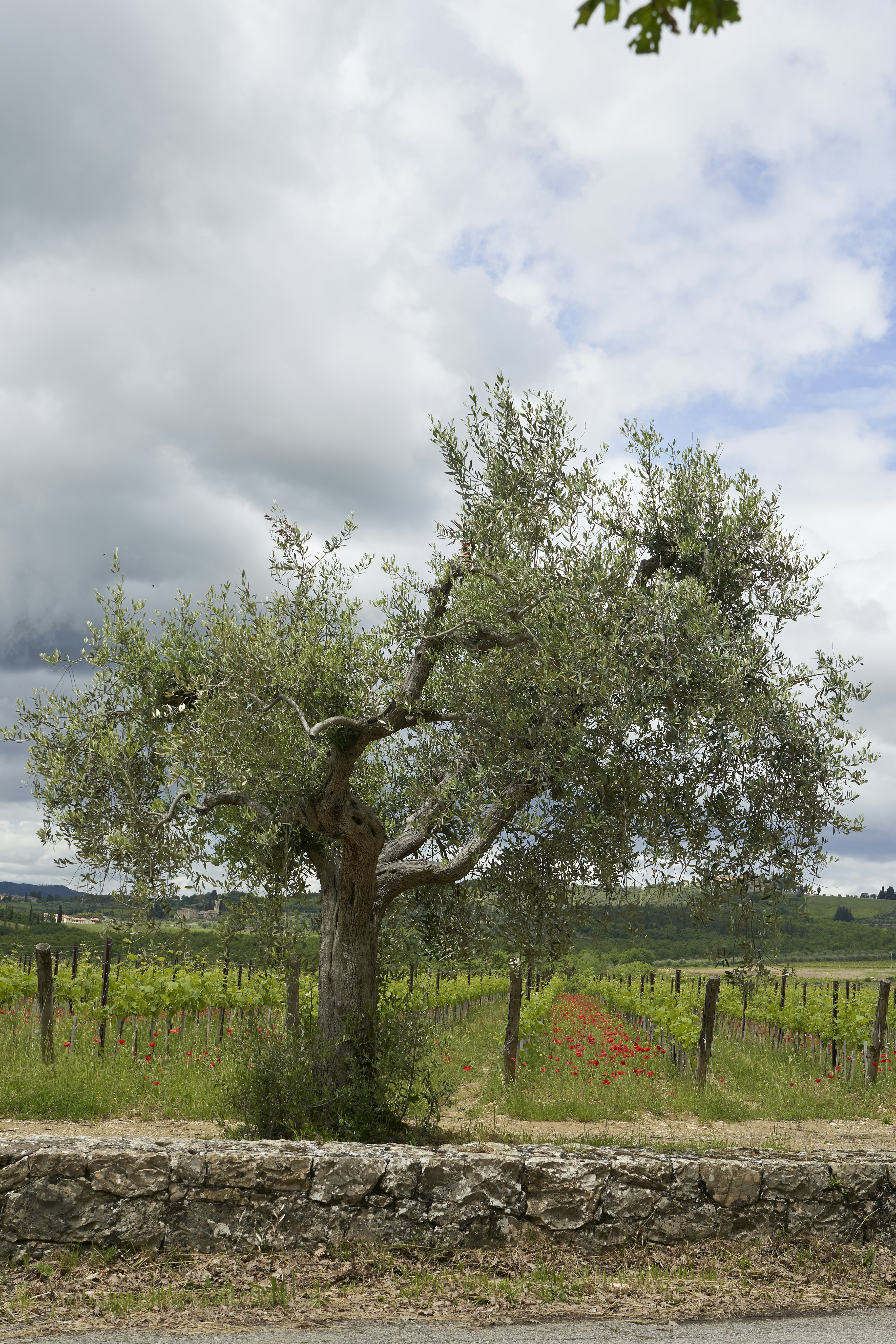 Photo by wolfgang_hasselmann