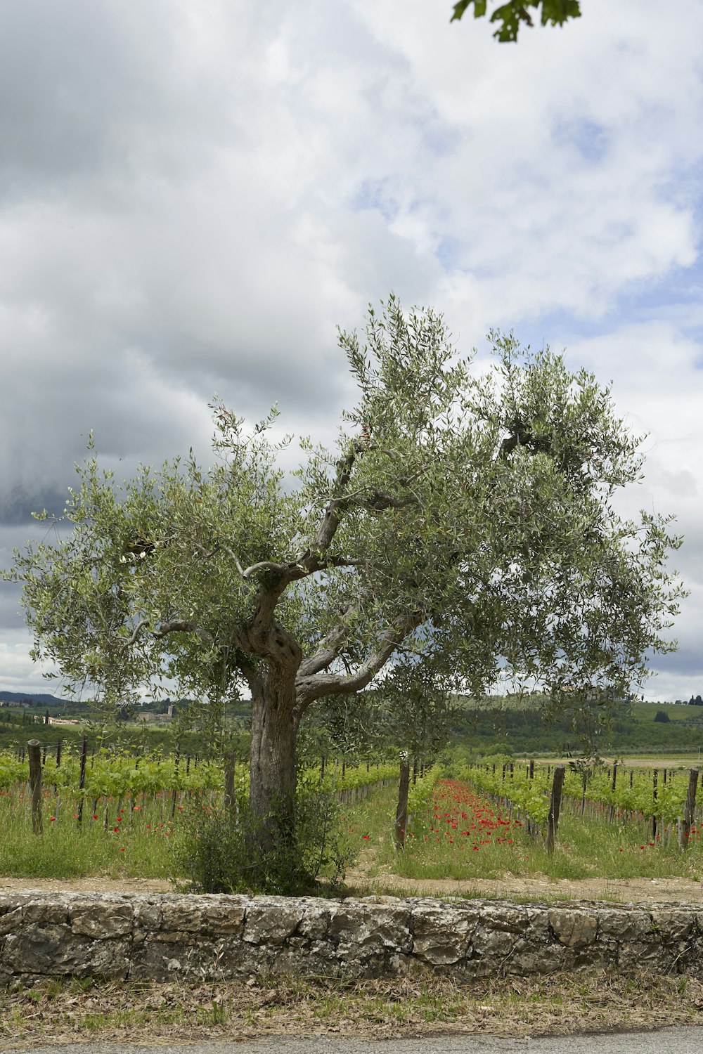 green leafed tree