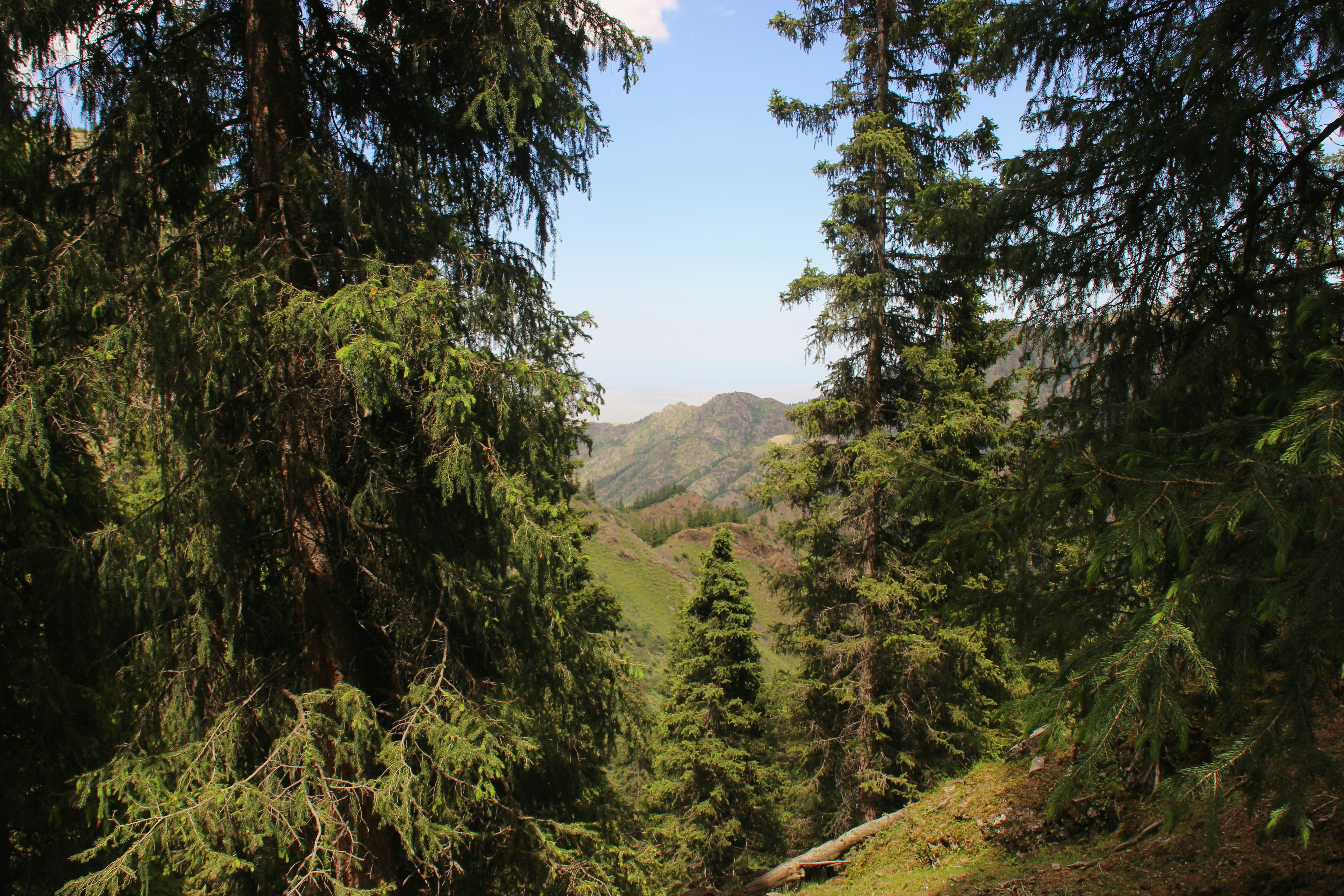 Photo by silverarrow