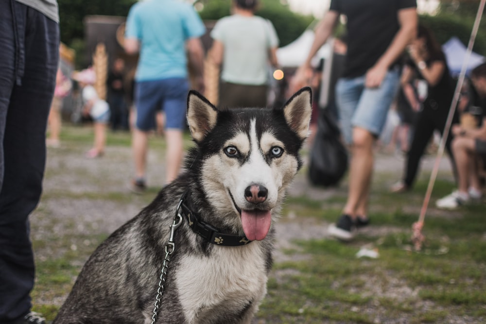 Siberian Husky