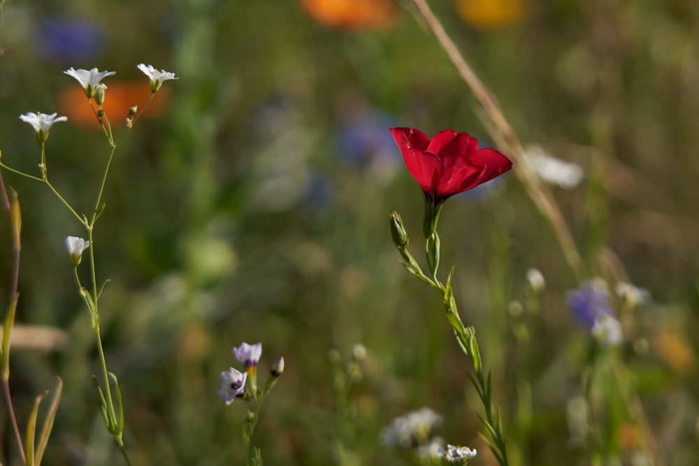 red petaled flwer