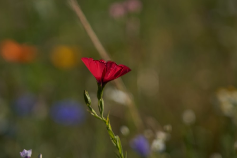 flor roja