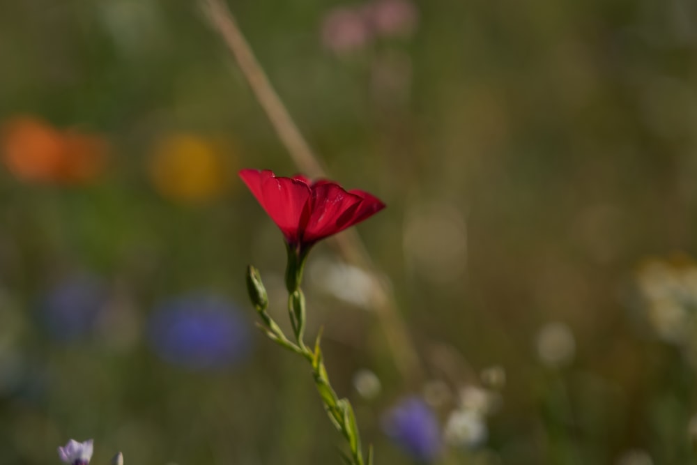 red flower