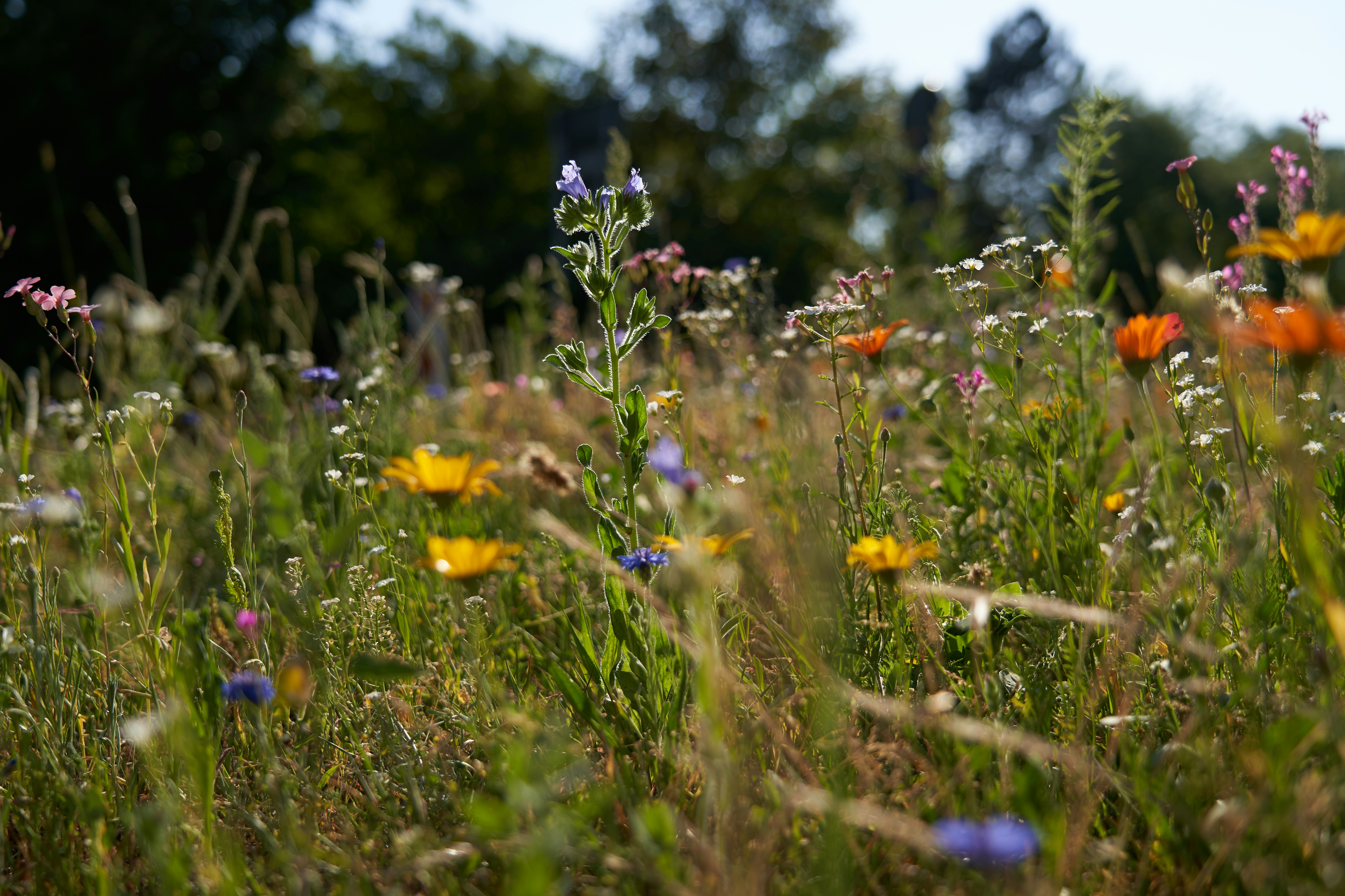 Photo by ingodoerrie