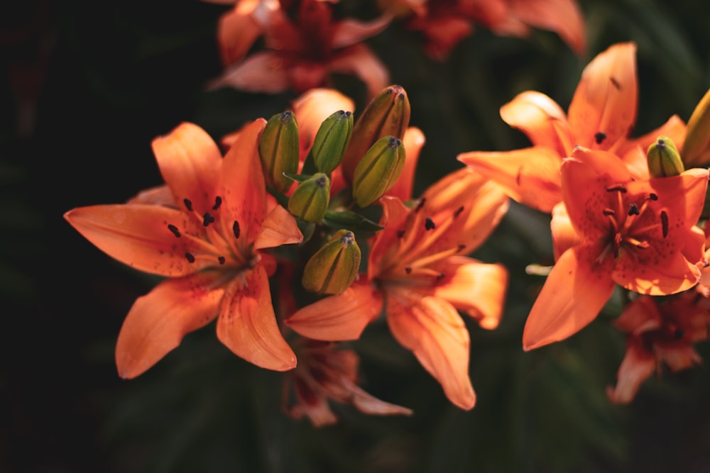 flores de pétalos de naranja