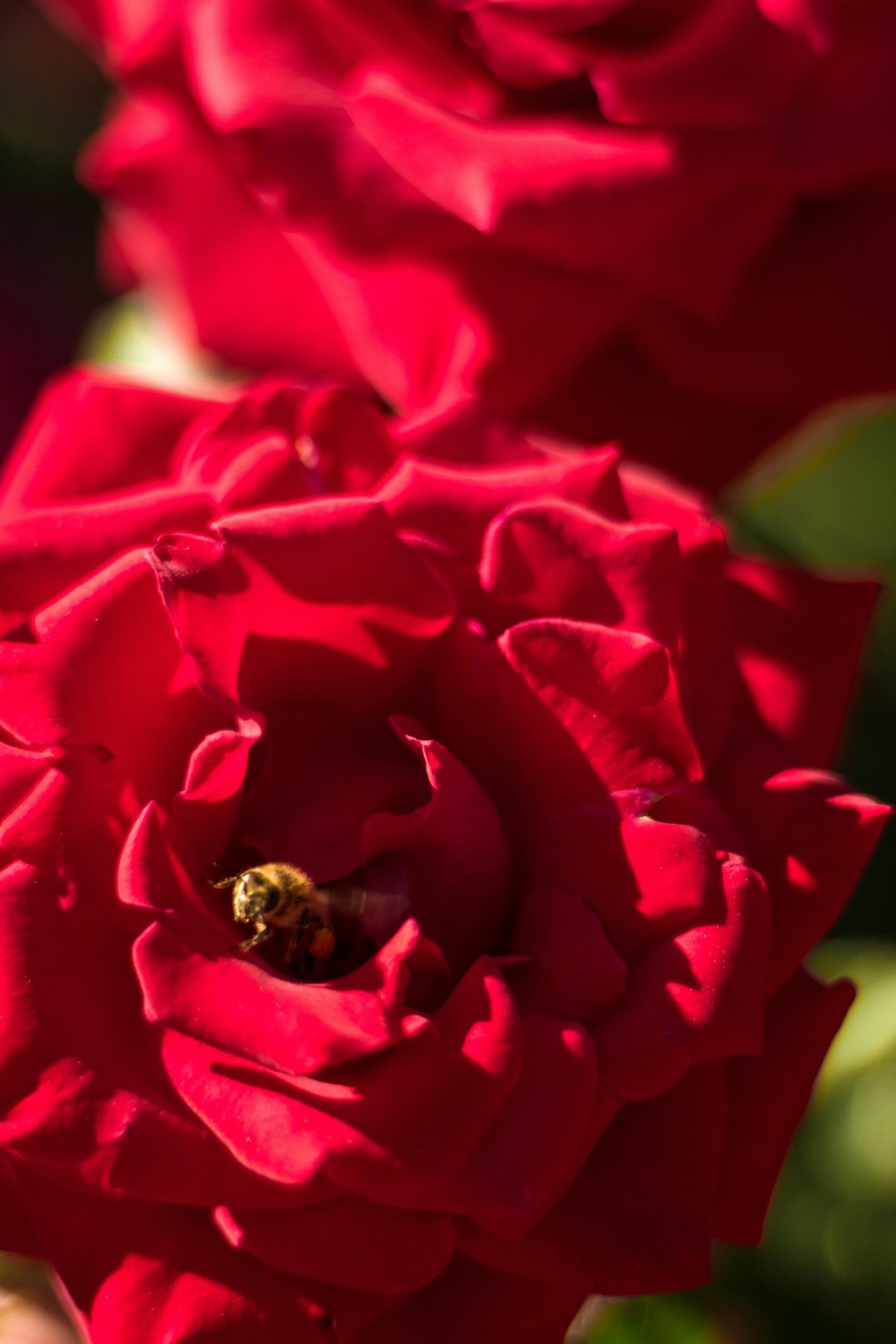 full bloomed red flower with perching bee