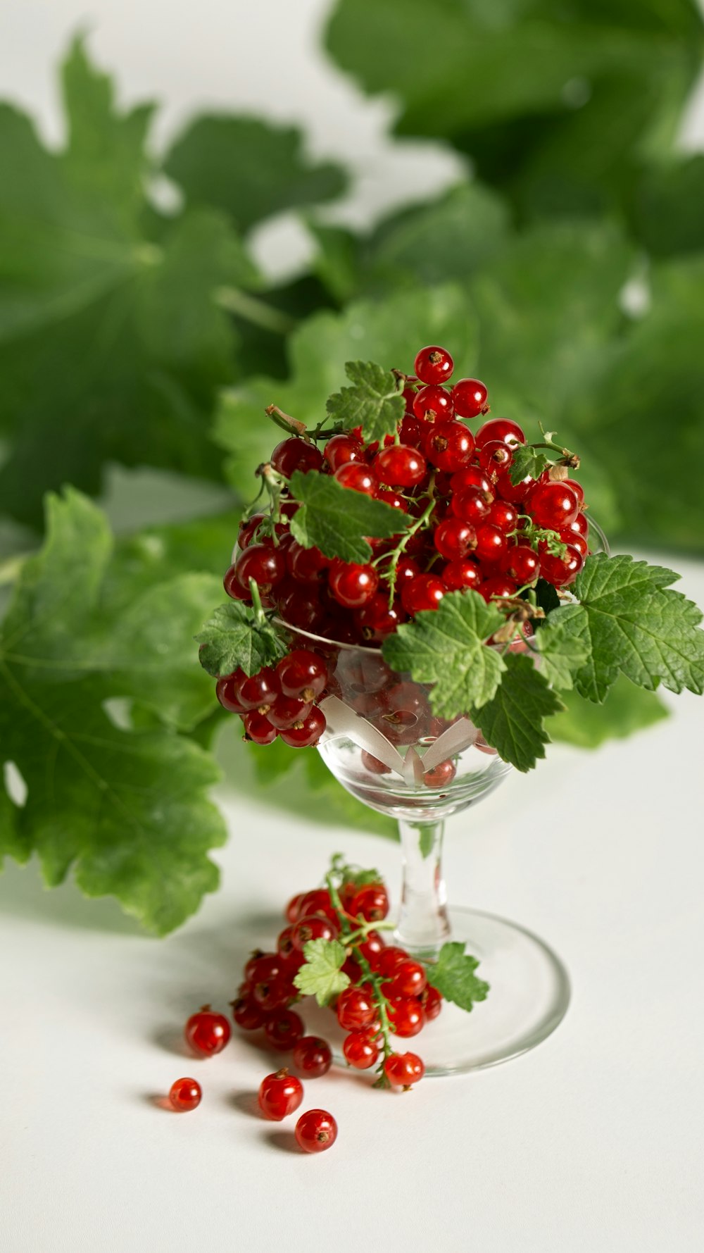 round red fruits on wine glass