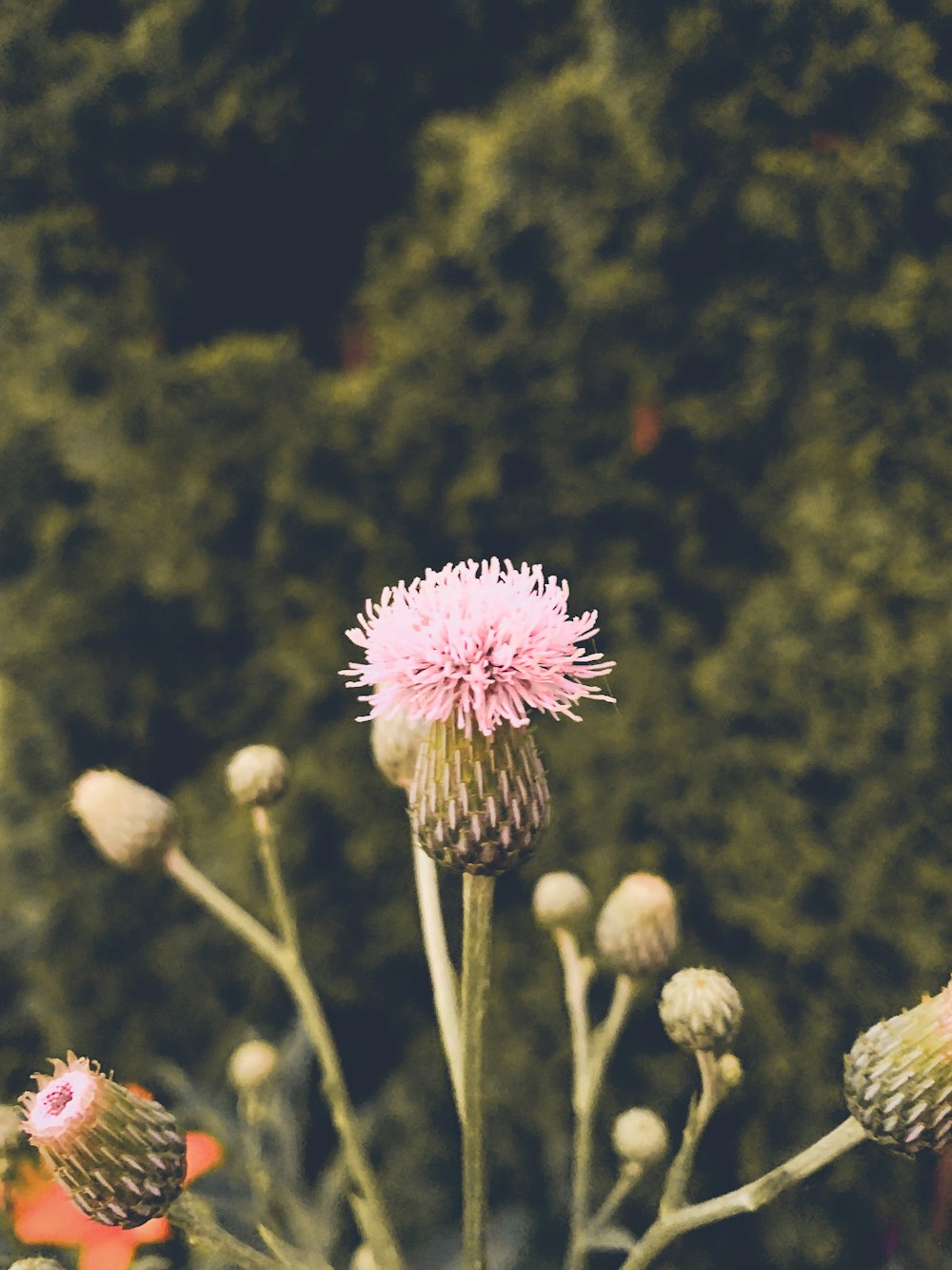 close-up photography of pink petaled flower