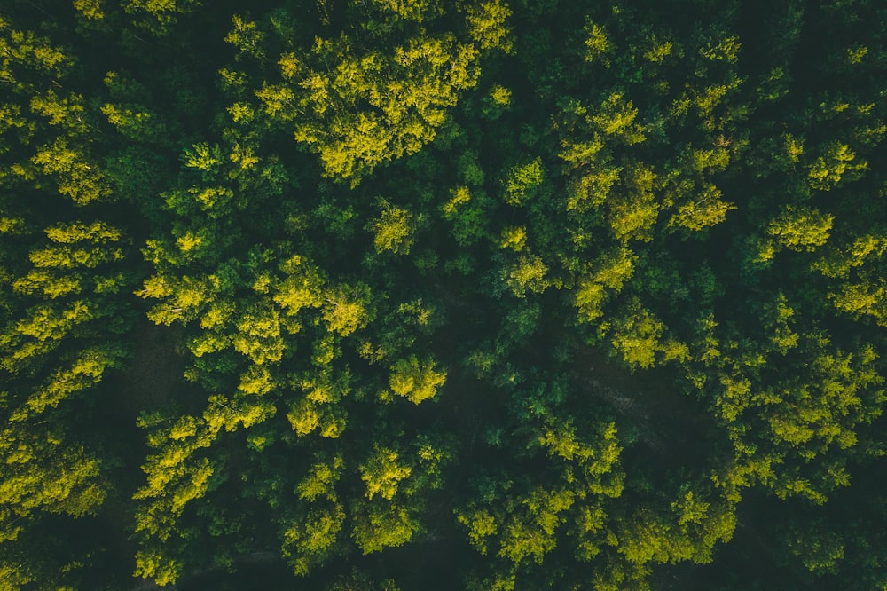 green trees in aerial view