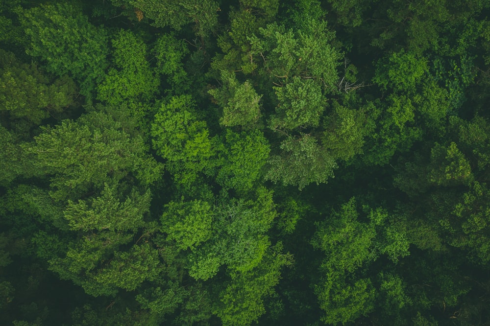 green-leafed trees