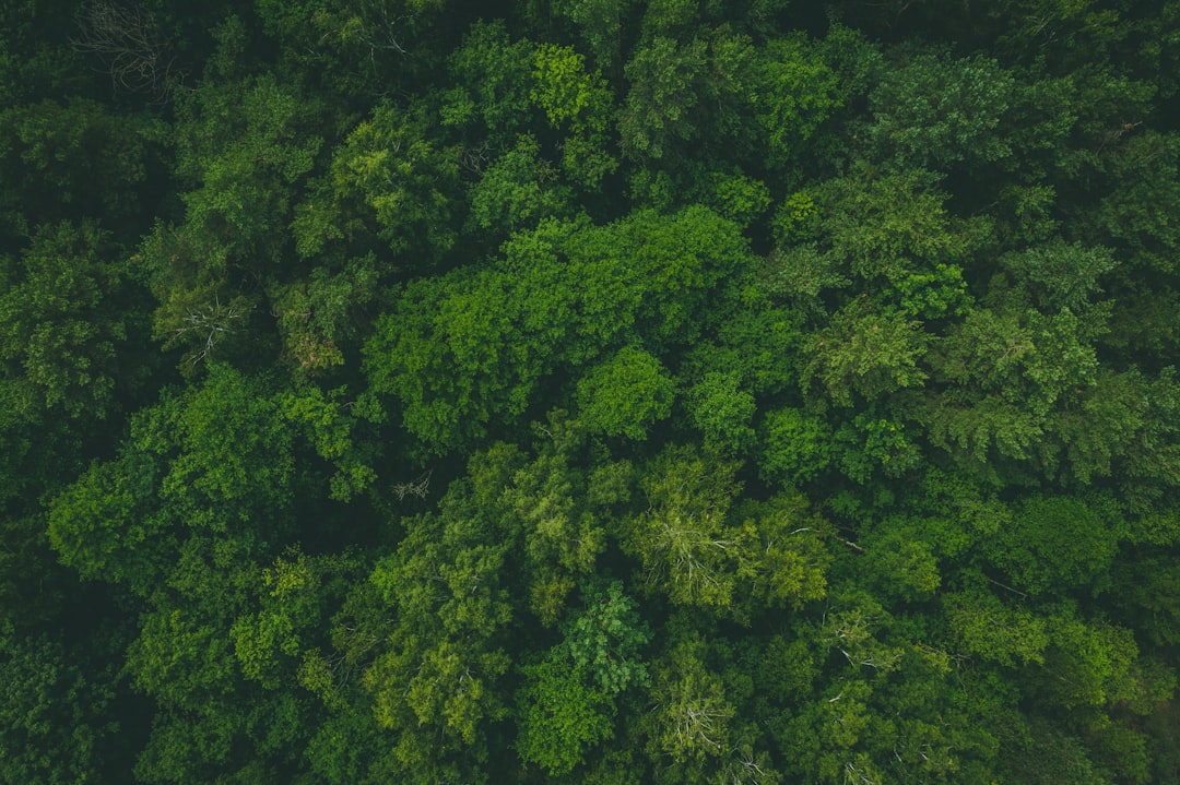 birds eye photography green trees