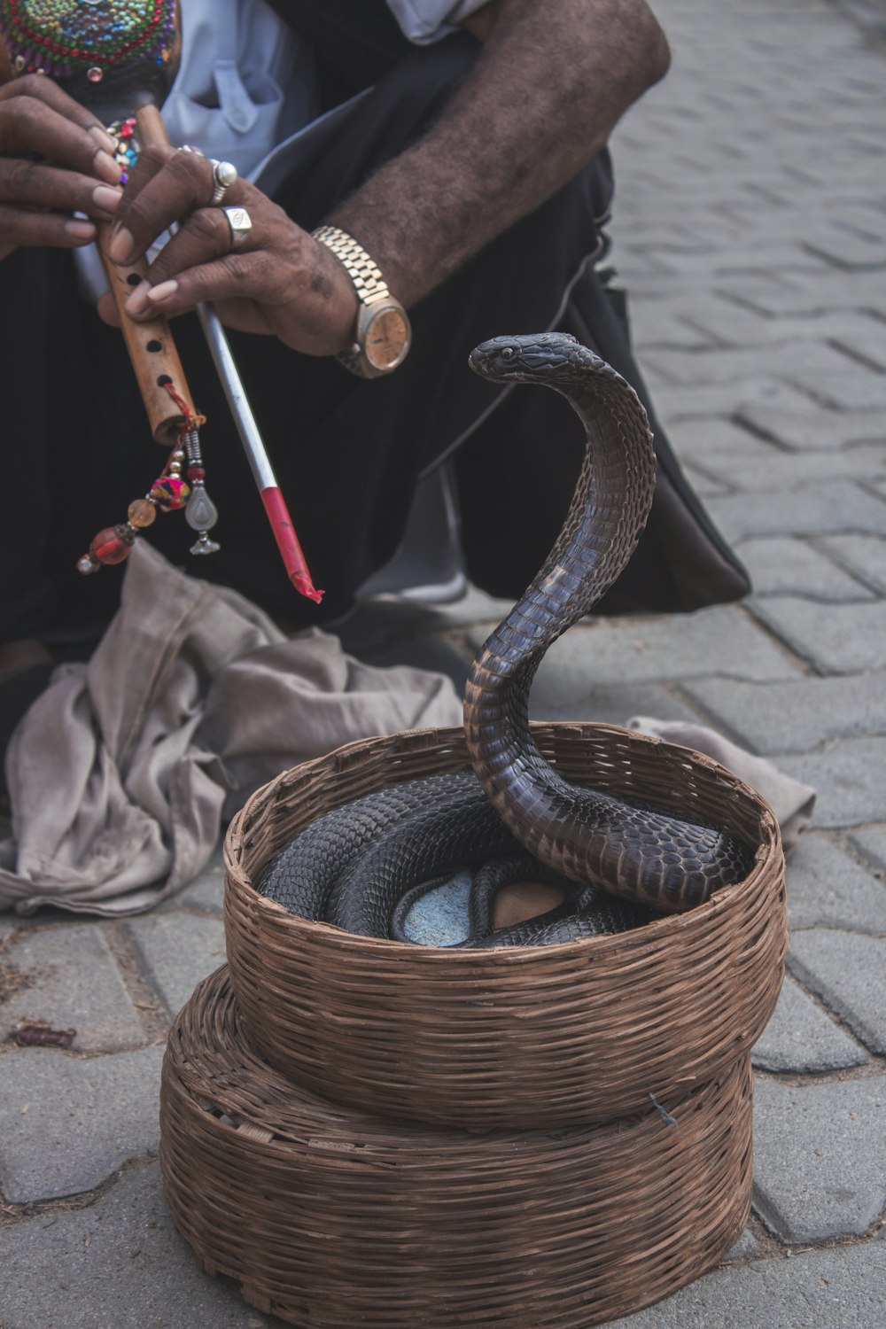 brown snake in basket