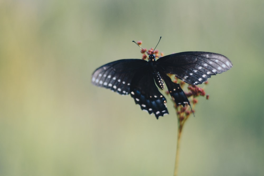 a close up of a butterfly on a flower