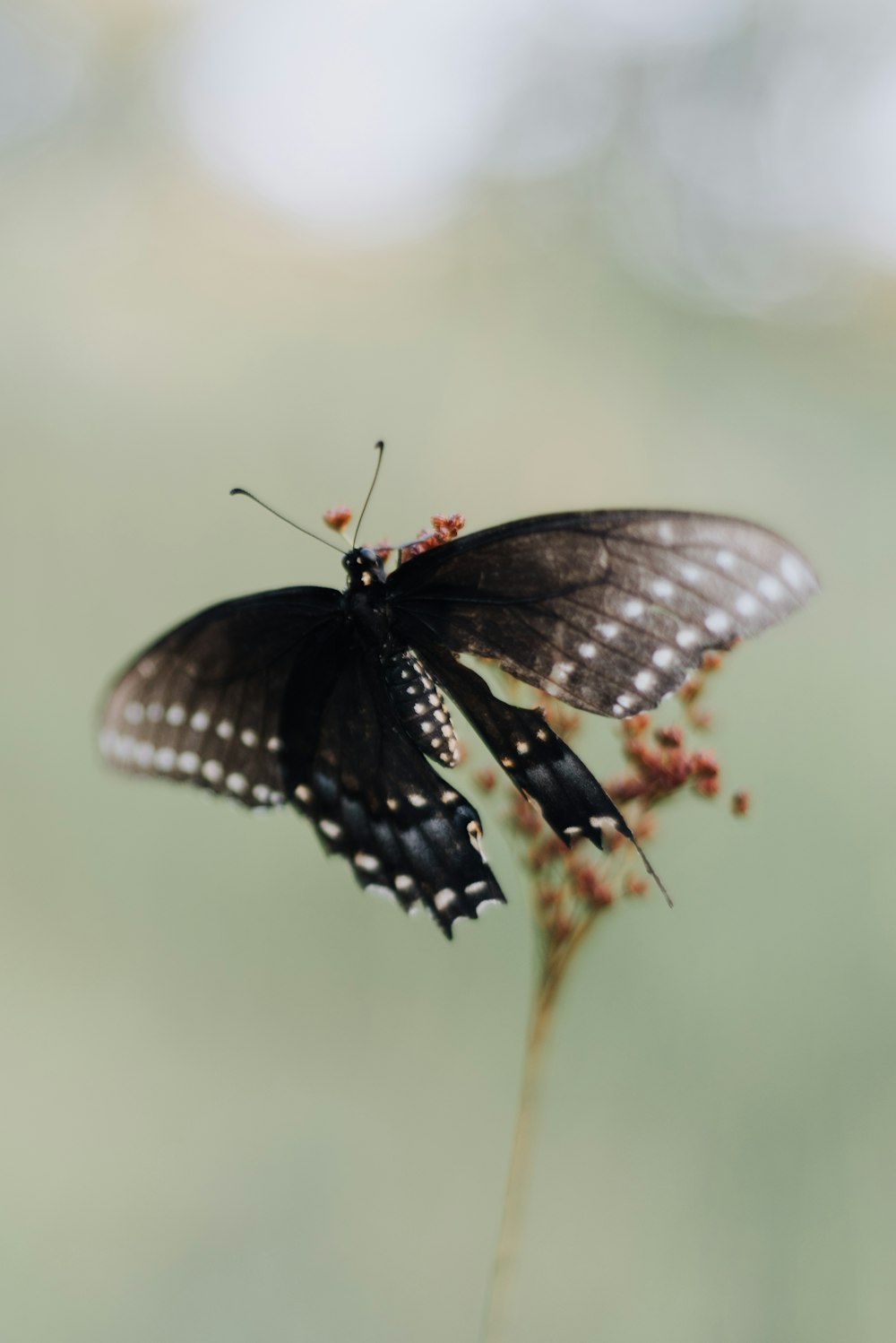 black and white butterfly