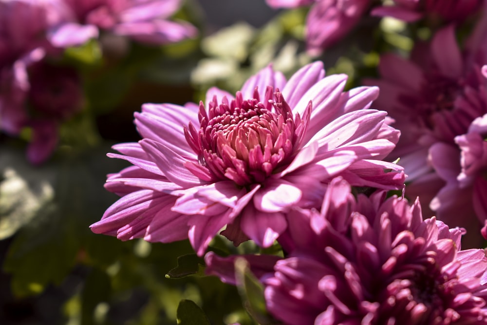 pink-petaled flowers