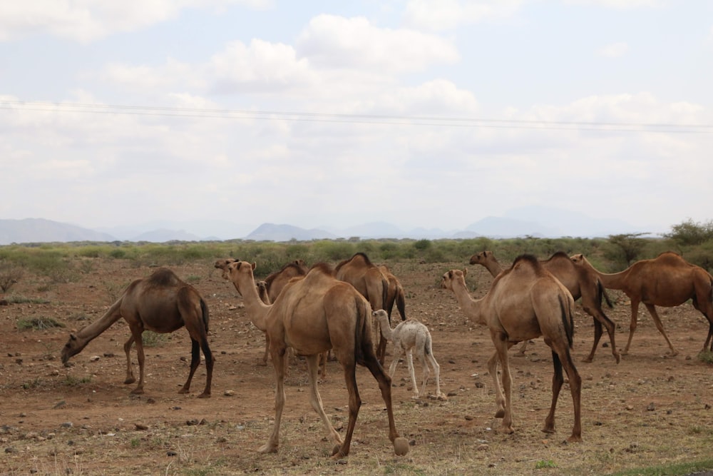 brown camels under white sky