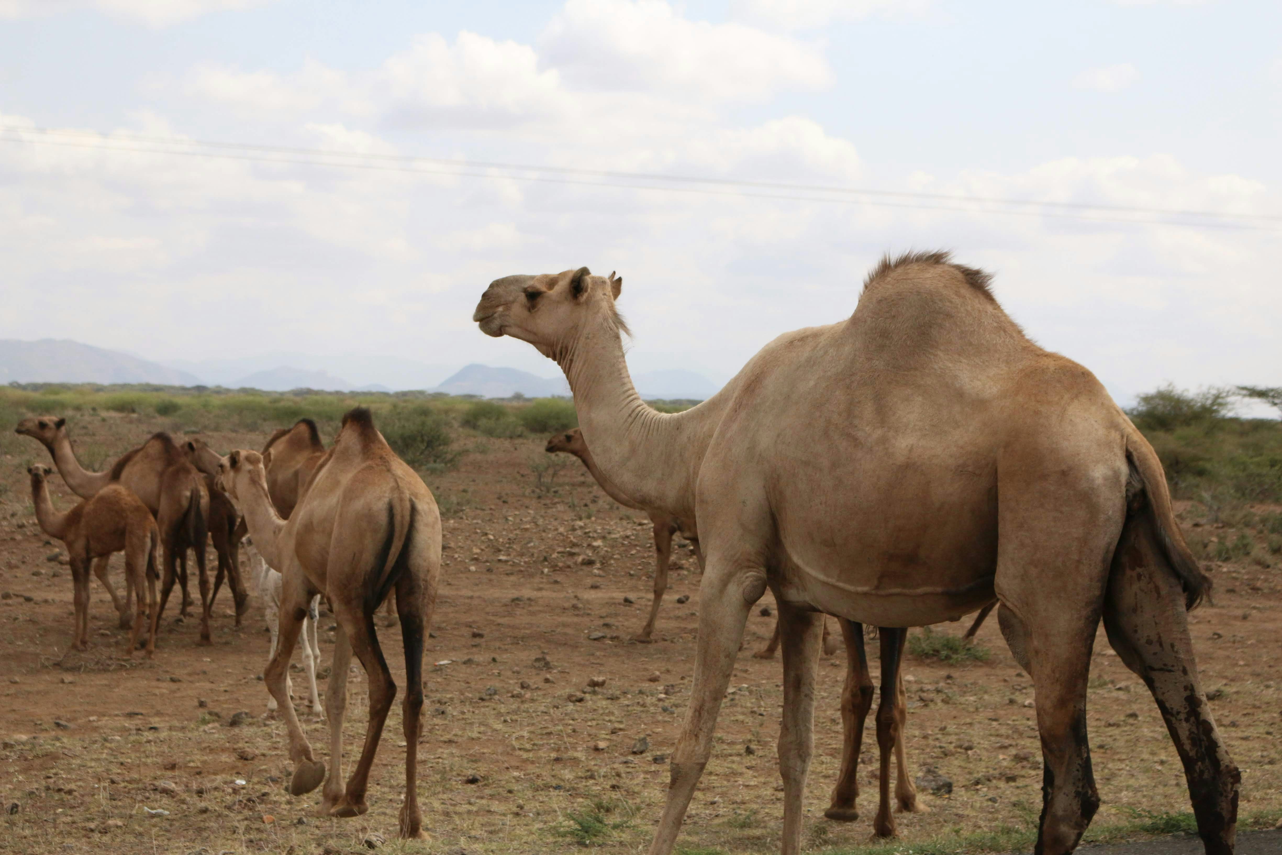 I rode on a camel. Pleasant experience but not at all comfortable.  