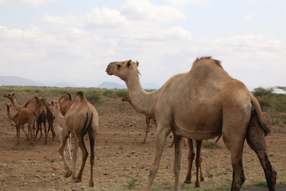 herd of camels