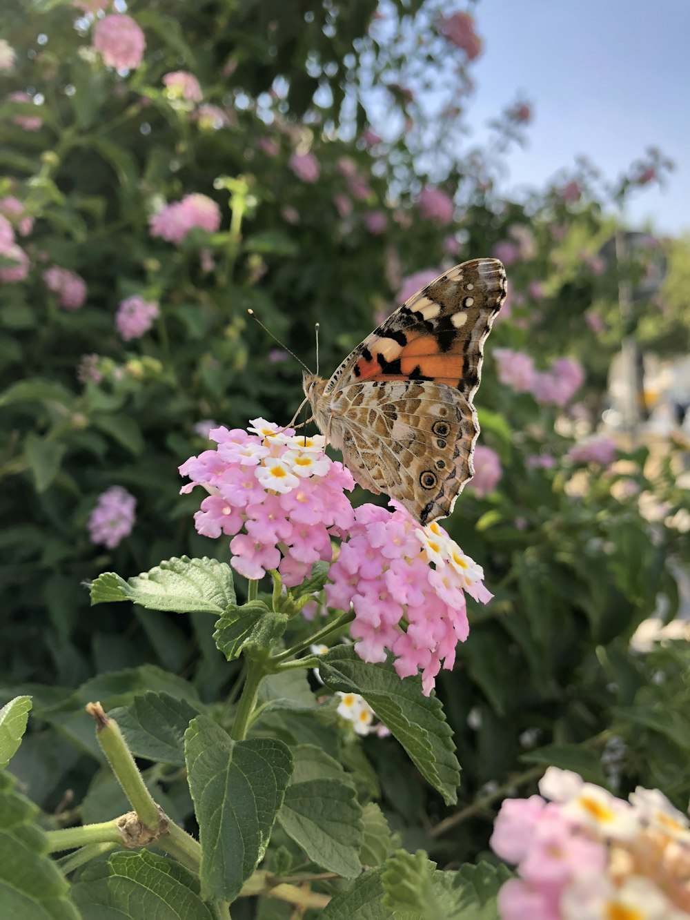 brown butterfly in a pink petaled flower during daytime