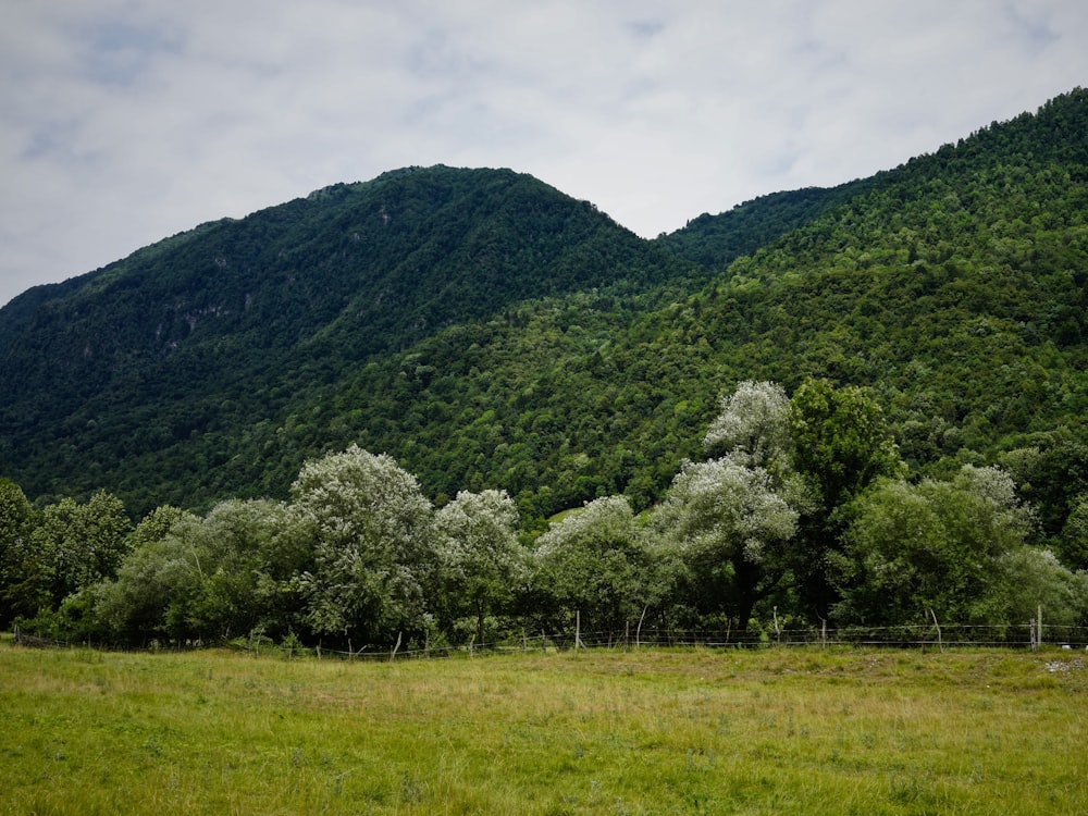 green trees covered hills